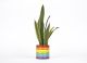 Rainbow Plant Pot