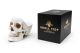 Skull Tidy - White