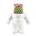 King Cactus Flower Pot