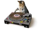 Dj Cat Scratcher
