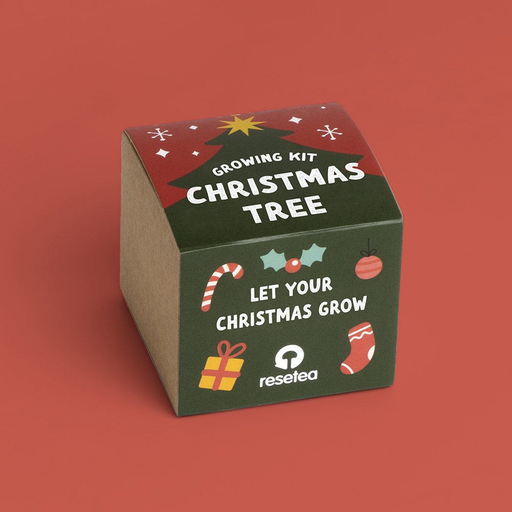 Christmas tree growing kit