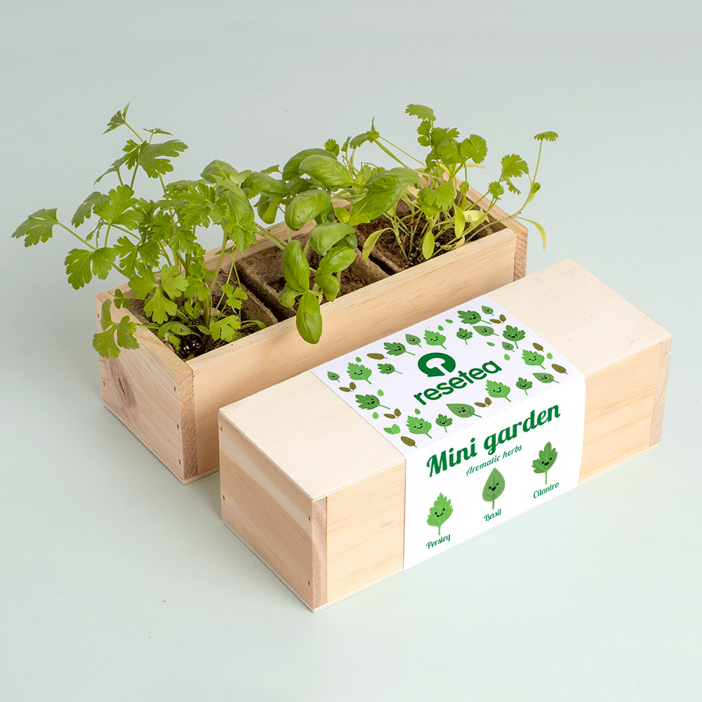 Mini Garden Αρωματικών Βοτάνων – Σετ Καλλιέργειας Βασιλικού, Μαϊντανού & Κόλιανδρου