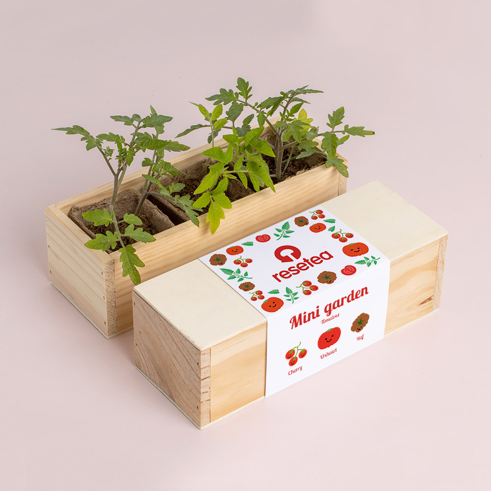 Mini Garden Tomatoes – Κιτ Καλλιέργειας Ντομάτας