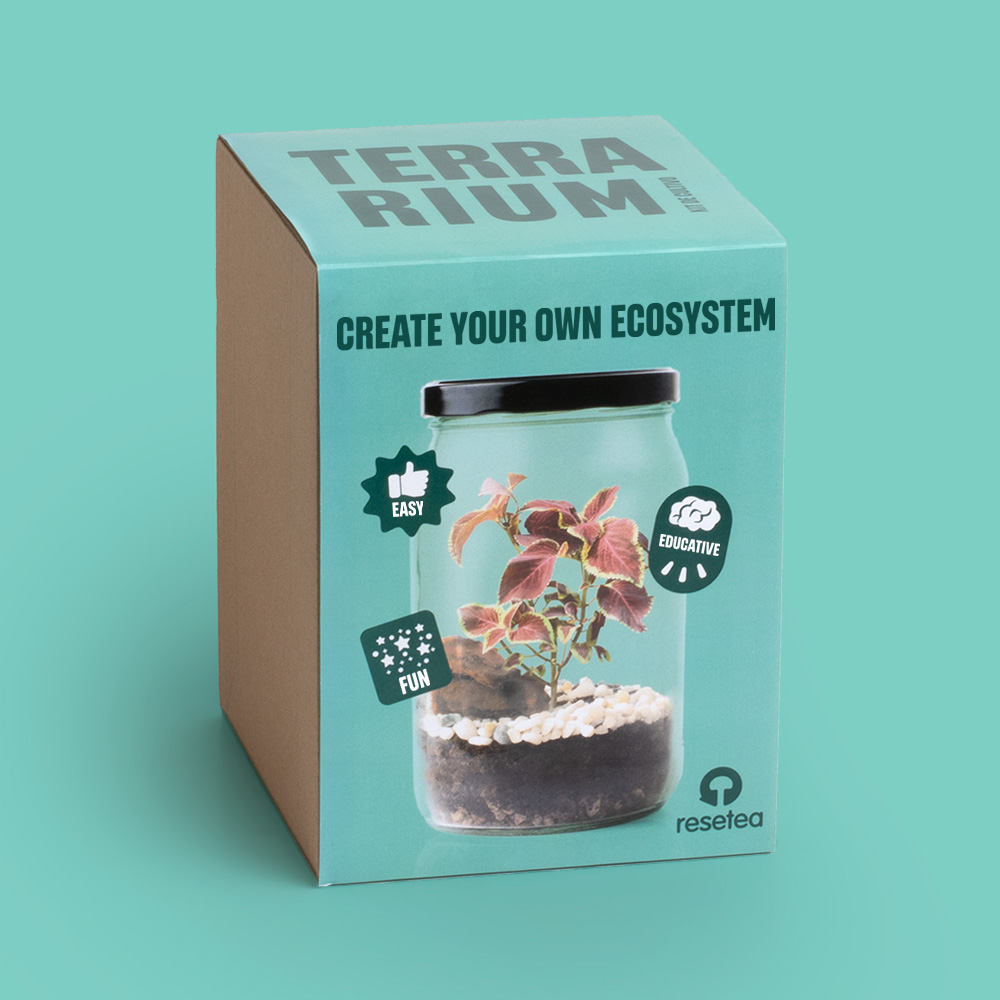 DIY Terrarium Kit – Δημιουργήστε το Δικό σας Μικρό Οικοσύστημα