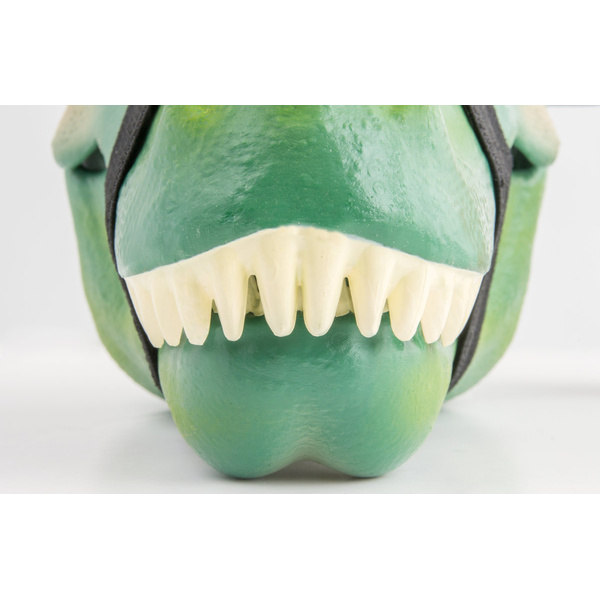 Dinosaur Lunch Box - 3 Dinosaur Lunch Box - 3