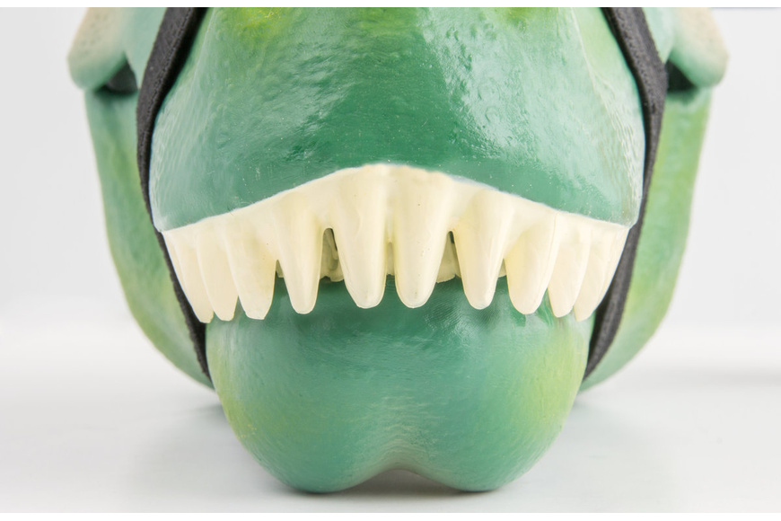 Dinosaur Lunch Box - 3 Dinosaur Lunch Box - 3